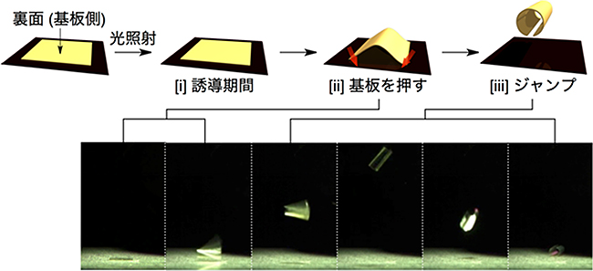 光照射に応答した薄膜アクチュエーターのジャンプの図