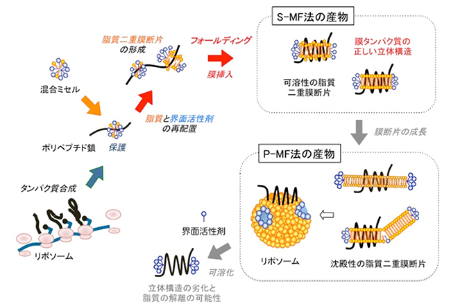 無細胞膜タンパク質合成P-MF（沈殿性膜断片）法、S-MF（可溶性膜断片）法の概念図の画像