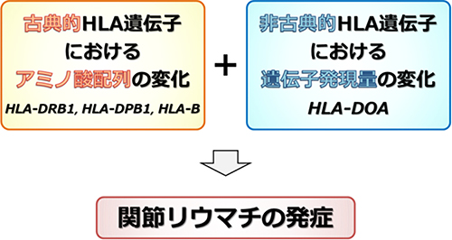 HLA遺伝子と関節リウマチ発症の関わりの図