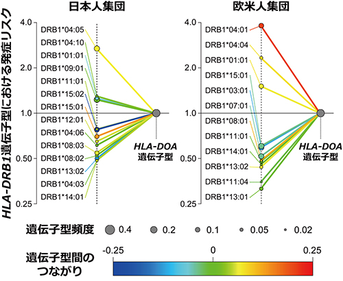 HLA-DRB1遺伝子型とHLA-DOA遺伝子型のつながりの図