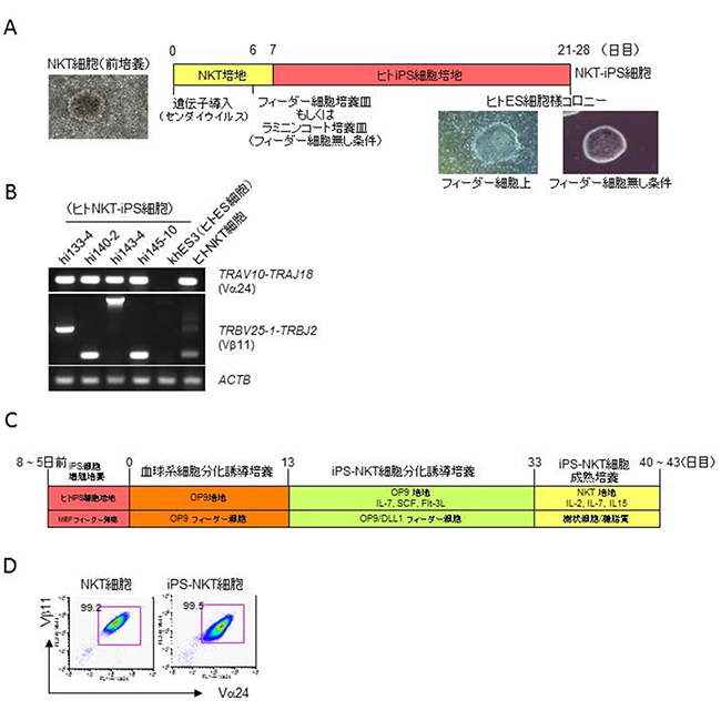 iPS技術によるヒトiPS-NKT細胞の作製方法を確立の図