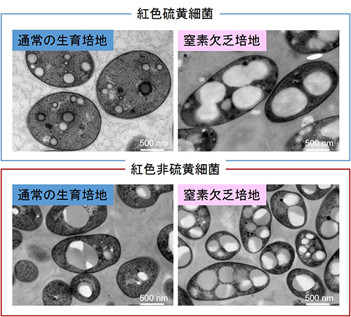 紅色硫黄細菌と紅色非硫黄細菌の異なる培地におけるPHA生産の比較図
