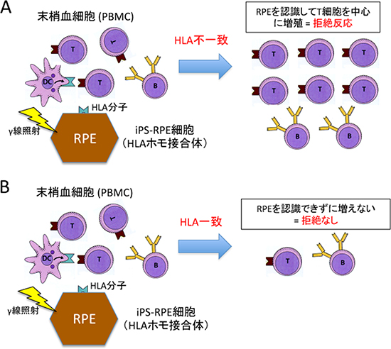iPS-RPE細胞を用いた他家細胞増殖試験の図
