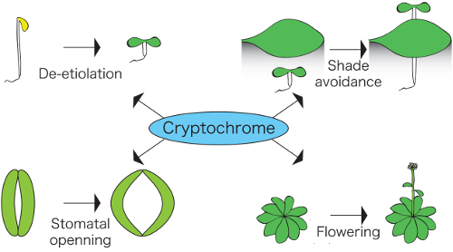 schematic showing functions regulated by cryptochromes