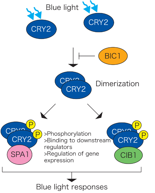 how cryptochromes affect responses to blue light