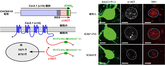 α1ACTと標的分子TAF1、BTG1の働きと発現の図