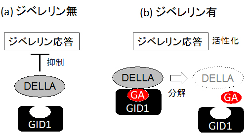 ジベレリン(GA)依存的なGID1受容体とDELLAタンパク質の結合の図