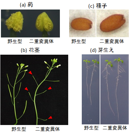 シロイヌナズナの野生型およびSWEET13、SWEET14を同時に欠損した二重変異体の生育の図
