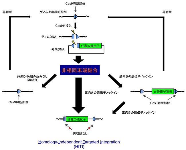 非相同末端結合を利用したHITIの仕組みの図