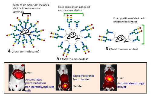 synthesized glycoclusters and fluorescence imaging -liver