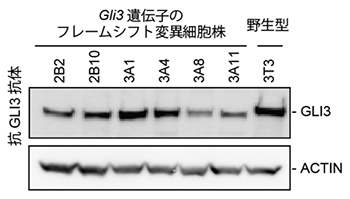<em>Gli3</em>フレームシフト変異細胞株でのGLI3タンパク質の発現の図
