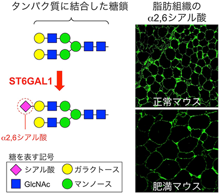  糖転移酵素ST6GAL1が作るα2,6シアル酸と肥満マウスにおけるその減少の図