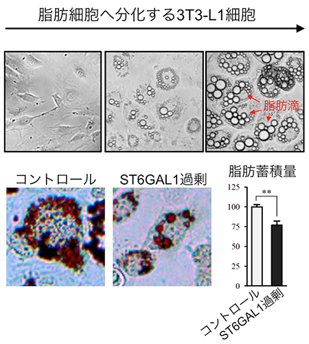  ST6GAL1の過剰な発現による脂肪の減少の図