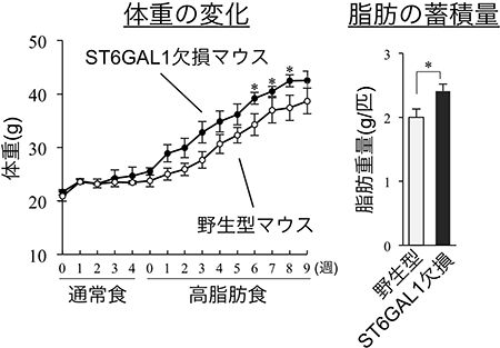 高脂肪食摂取による野生型とST6GAL1欠損マウスの体重増加の図