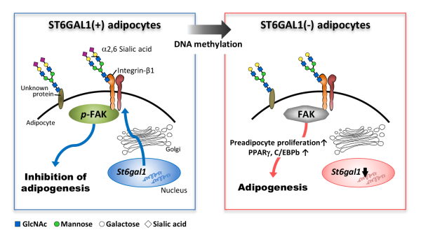 Illustrations showing the inhibitory role of ST6GAL1 in adipogenesis