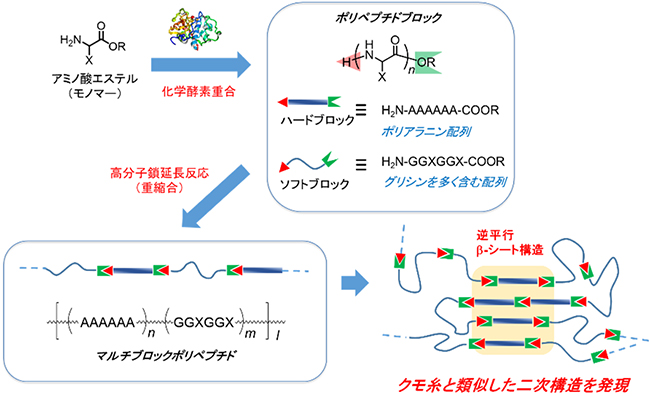 2段階の化学合成手法によるクモ糸タンパク質に類似したポリペプチドの合成図