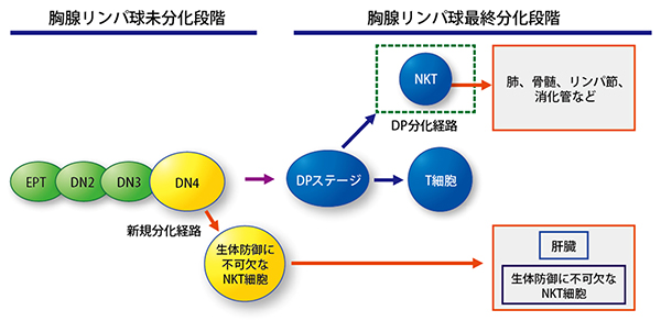 生体防御に不可欠なナチュラルキラーT（NKT）細胞の分化経路の図