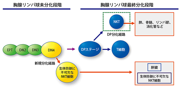 生体防御に不可欠なナチュラルキラーT(NKT)細胞の分化経路の図