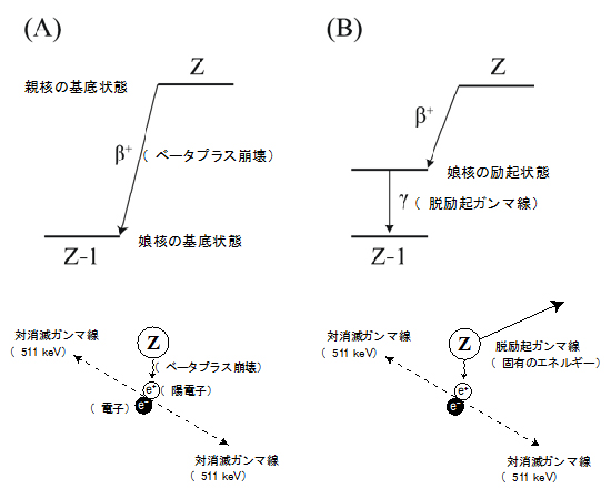 陽電子放出核種に由来する2種類のガンマ線の図