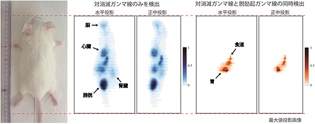 複数プローブ同時イメージング用PETによる生体マウスの撮像図