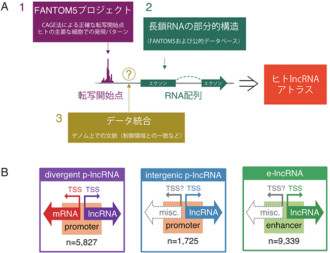 ヒトlncRNAアトラスの概要図