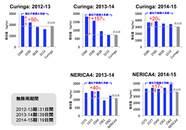 Curinga及びNERICA4にAtGolS2を導入した遺伝子組換え系統の収量の図