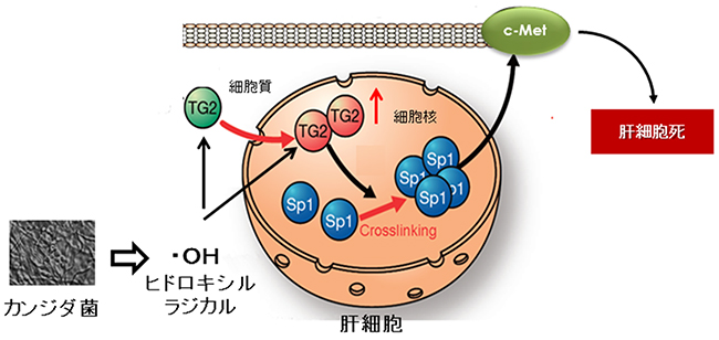 病原性真菌であるカンジダ菌が肝細胞死を引き起こす分子メカニズムの図