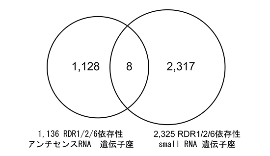 アンチセンスRNA遺伝子座とsmall RNA遺伝子座の非重複の図