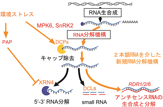 環境ストレス下でのアンチセンスRNAによるセンスRNA分解のモデル図