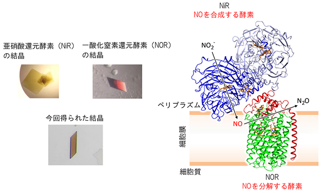亜硝酸還元酵素：一酸化窒素還元酵素（NiR：NOR）複合体の結晶と立体構造の図