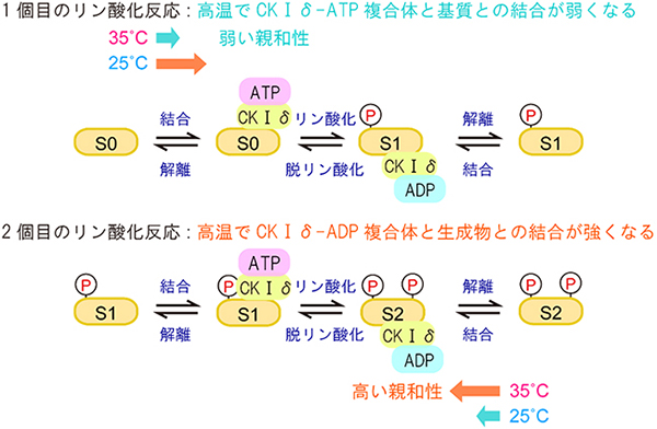 カゼインキナーゼⅠδ(CKⅠδ)による温度補償されたリン酸化反応機構の図