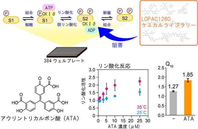 生成物結合を阻害する低分子化合物のケミカルスクリーニングの図