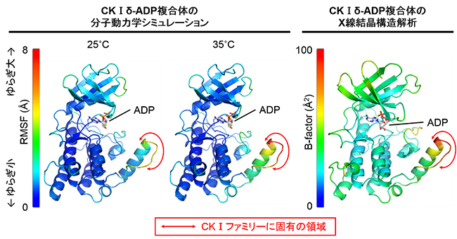 CKⅠδ-ADP複合体の構造ゆらぎの図