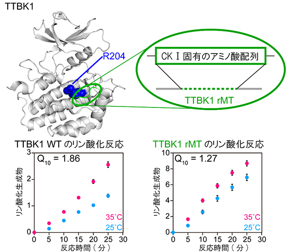 温度に依存しないリン酸化反応の再構成の図