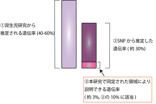 本研究の解析で説明できる体重の個人差に関する遺伝要因の図