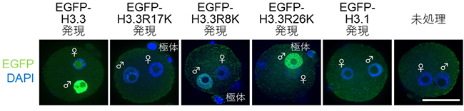 マウス受精卵における各ヒストンH3.3変異体の精子ゲノムへの取り込みの図