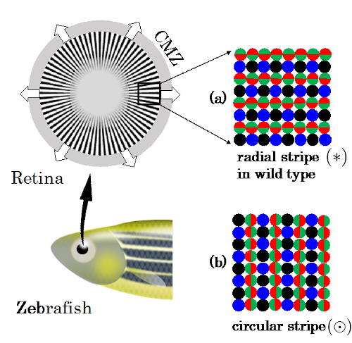 Fish retina