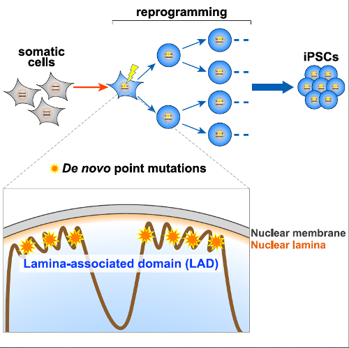 Graphical abstract of the experiment