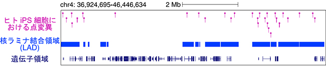iPS細胞における点変異の分布の図