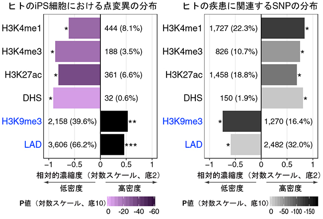 iPS細胞における点変異およびヒトの疾患に関連するSNPの分布パターンの図