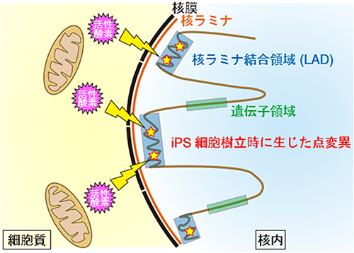iPS細胞樹立時に生じるゲノム変異のメカニズムの図