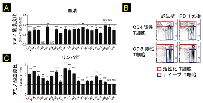 PD-1欠損マウスのアミノ酸プロファイルおよびリンパ節活性化T細胞の増加の図