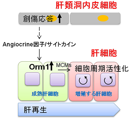 急性相タンパク質Orm1による肝再生の制御の図