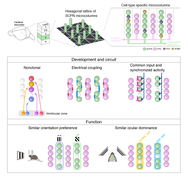 Diagrams showing structures, development and function of microcolumn