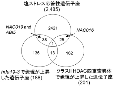 クラスI HDACとクラスII HDACs制御下にある遺伝子群の発現の図