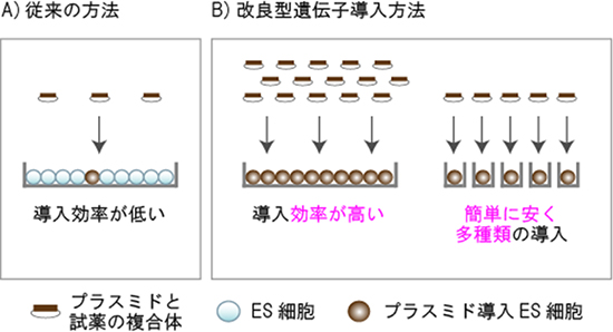 従来型と改良型のES細胞への遺伝子導入方法の図