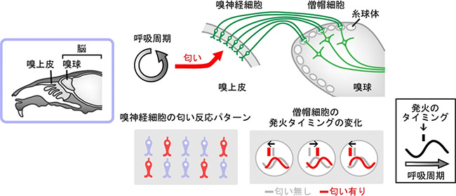 哺乳類の嗅神経細胞と僧帽細胞における匂い情報処理の図