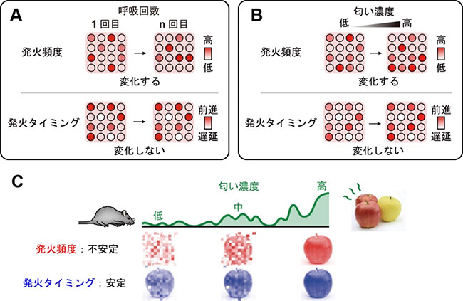 マウス僧帽細胞において観察される匂い刺激に対する発火タイミングの安定性の図