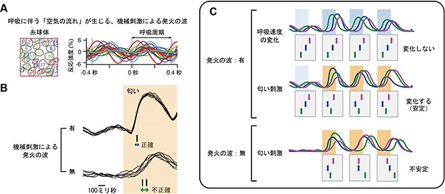 僧帽細胞における発火の波と発火タイミングに基づく匂い情報表現の図