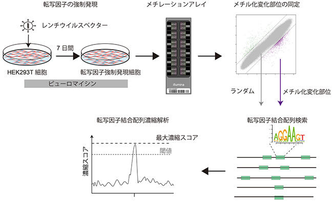 DNAメチル化を制御する転写因子同定法の図